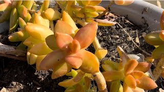 How I Propagated My Coppertone Stonecrop Plant [upl. by Manouch]