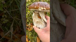 Massive porcini find mushrooms boletusedulis porcini foraging mushroomushrooms unting ooms [upl. by Yzmar]