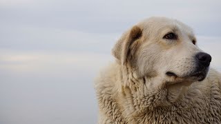 Golden Retriever Behavior Explained  Understand Your Pup [upl. by Ahsiaa]