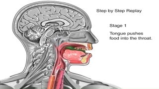 How Swallowing Works Animation Video  Stages of Swallowing Process  Swalllow Anatomy amp Physiology [upl. by Aniraz]