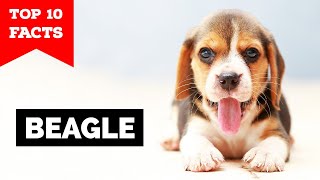 Beagle  Top 10 Facts [upl. by Atinel]