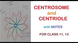 CENTROSOME and CENTRIOLES  Class 11 12 [upl. by Quirita]