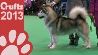 Alaskan Malamute  Best of Breed  Crufts 2013 [upl. by Eislehc]