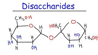 Disaccharides  Sucrose Maltose Lactose  Carbohydrates [upl. by Arbmahs]