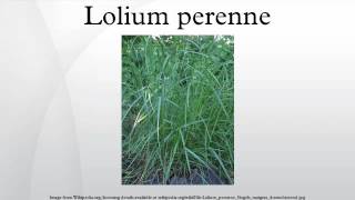 Lolium perenne [upl. by Ardnuasal992]