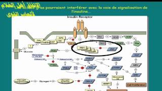 Contrôle du métabolisme pendant leffort physique [upl. by Nance]