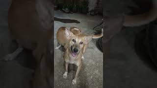 dog WhatsApp status video reelampampamp [upl. by Kellie]