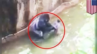 Harambe How it went down  TomoNews [upl. by Ma]