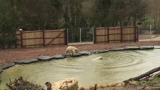 Quand les ours polaires du zoo de Cerza font trempette [upl. by Yekcor912]