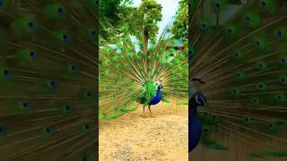 Peacock nice dance peacock birds nature love beautiful animals shortsvideo viralreels [upl. by Macdermot]