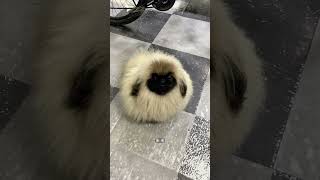 Meet the FLUFFIEST Pekingese Puffball Youve Ever Seen [upl. by Ledah]