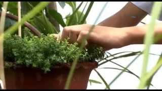 Herbal Gardens in Schools [upl. by Alvin273]