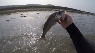 Catching Sea bass on surface lures in Wales [upl. by Yanal473]