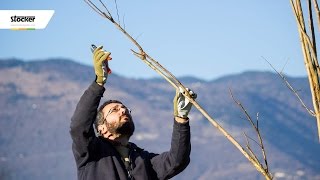 COME POTARE LA LAGERSTROEMIA INDICA – guida con consigli per la potatura [upl. by Suzan]