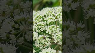 A host of Ichneumon Wasps on an Umbellifer in the Fens [upl. by Pappano]