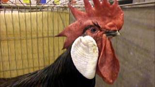 Minorka black National Poultry Show UK [upl. by Adanar]