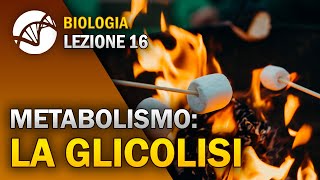 BIOLOGIA  Lezione 16  La Glicolisi  Metabolismo Cellulare [upl. by Nayrbo]