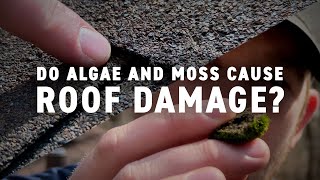 Do Algae Moss and Other Growth Cause Roof Damage  Northface Construction [upl. by Ayoted]