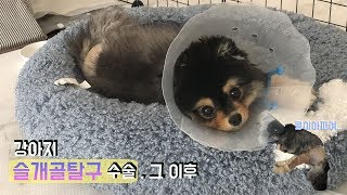 강아지 슬개골탈구 수술 그 이후 My dog after MPL surgery [upl. by Nilac]