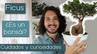 🌳 Cuidados de FICUS quotbonsáiquot🌳 ¿Ficus GINSENG o FIcus retusa😵 [upl. by Rainwater]