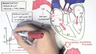 Cardiology  Relationship of conduction system ventricular contraction and ECG [upl. by Bullen]