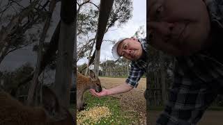 Feeding wallabies at Moonlit Sanctuary wallabies kangaroo ducks moonlitsanctuary australia [upl. by Terence845]