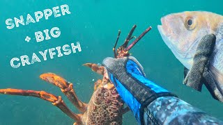 SPEARFISHINGCRAY DIVING in Far North New Zealand [upl. by Adore163]