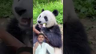 Khane ka tarika bohot badhiya hai 👍shortsvideo hungrianimal [upl. by Abner228]