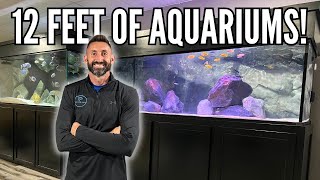 NEW 180 GALLON MBUNA AQUARIUM  The ULTIMATE Mbuna Cichlid Tank Setup [upl. by Assenar]