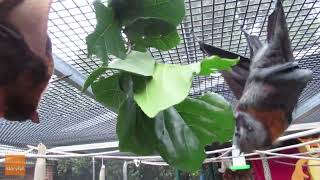 Rescued Bats Enjoy Fig Leaf Lunch [upl. by Ivan]