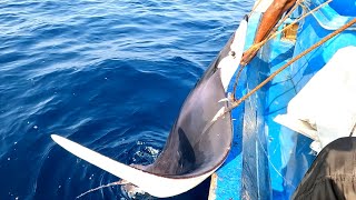 Catching 80Kg Manta Ray Fish in Sea [upl. by Suciram]