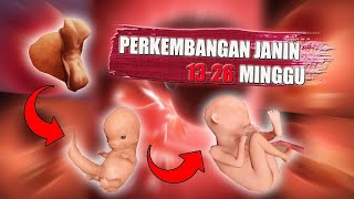 Melihat Proses Perkembangan Janin 1326 Mingggu  Inspirasi Kesehatan [upl. by Zwiebel]