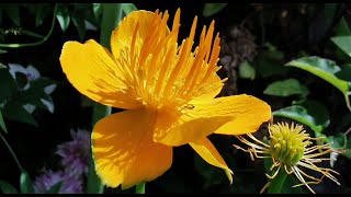 Best plants for pollinators Trollius Golden Queen the yellow Chinese globe flower care in the UK [upl. by Gwendolin830]