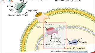 Gluconeogenesis part 2 of 3 Malate  Aspartate Shuttle System [upl. by Selim437]