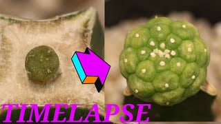 Time lapse frenzy 4  Grafted Lophophora Fricii [upl. by Ela]