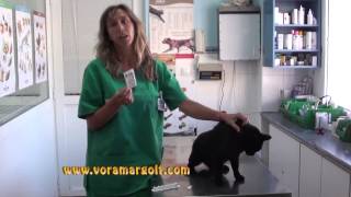 Como poner una pipeta a un gato explicado por VETERINARIO How apply a cat pipette explained by VET [upl. by Violet]