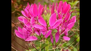 Клеома Cleome Garden flowers118 Декоративные растения [upl. by Oiromed447]