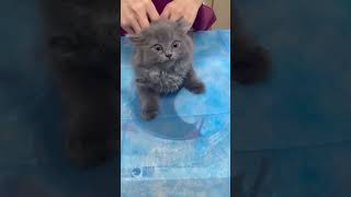 Cat meow shortvideo cat mycatchannel funny catchannel yourcat pets catschannel funnycats [upl. by Melosa713]