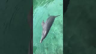 Los Delfines del Oceanario en Islas de Rosario  Castagena Colombia viajando travel colombia [upl. by Siramed241]