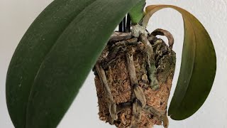 My Orchid Is Dying Phalaenopsis Orchid Rescue Repotting [upl. by Notsahc]