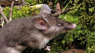 Scientists discover hognosed rat in Indonesia [upl. by Htenaj]