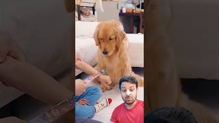 Dog funny video 🤣🤣funny dog shortsfeed shorts srgrns react doglover greenscreen youtube [upl. by Ronda]