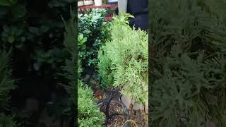 Juniperus chinensis plants garden outdoorplants homedecor morpankhi gardening decor flowers [upl. by Attenhoj]