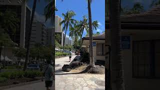 Walking to Waikiki Beach with Monty amp Jasper [upl. by Lester798]