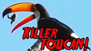 Killer Toucan Toco Toucan swallowing baby birds ALIVE GRAPHIC [upl. by Kapor]