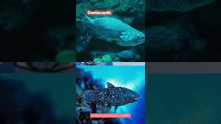 coelacanth [upl. by Goeger585]