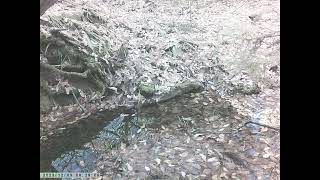 Couple of Copper Pheasants Foraging around Montane Pond in Early Winter [upl. by Lyrred788]