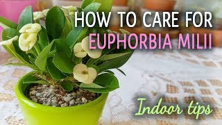 How To Care For Euphorbia Milii Crown of Thorns Indoors [upl. by Nevear196]