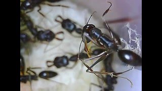 高山鋸針蟻蟻后 Odontomachus monticolaQueen Ants [upl. by Etselec545]