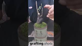 Bonsai tree grafting method unique l grafting shorts [upl. by Navis87]